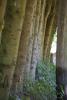 A row of tree trunks - Trunk row