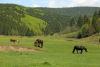 Horses grazing in a beautiful mountainous environment - Horses on the pasture