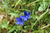 Gentian - Nice blue flowers in the grass