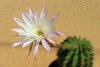 Rose-white cactus flower with yellow background - Cactus flower