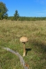 Macrolepiota procera on the meadow - A parasol