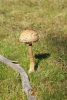 A parasol (Macrolepiota procera or Lepiota procera) in the grass - Parasol mushroom