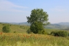 Meadow with poppies - A green meadow with poppy flowers