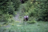 Lonely bear cub in the forest - Bear cub