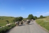 A flock moving on a street - Moving flock