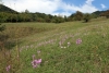 Meadow with some purple wildflowers - Meadow with crocuses