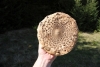 Mushroom cap - Cap of a parasol mushroom (Macrolepiota procera)