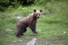 A bear cub looking into the camera. - Small brown bear