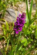 Alpine flower in the grass - Alpine flower
