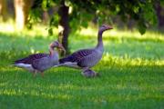 Two birds in a park with their nestling - Birds in the park