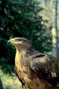 A golden eagle in a leafy environment - Golden eagle