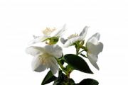 Jasmine flowers isolated on white background - Jasmine