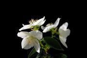 Jasmine flowers with black background - Jasmine