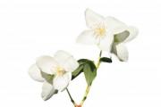 Some jasmine flowers isolated on white background - Jasmine flowers