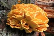 A huge, yellow mushroom on a tree - Mushroom on the tree