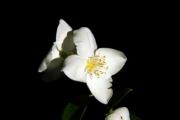 Two jasmine flowers on black background - Jasmine flower