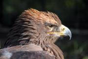 A Steppe Eagle (Aquila nipalensis) in search for its prey. - An eagle looking into the sun