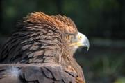 A Steppe eagle (Aquila nipalensis) in search for its prey. - An eagle looking into the sun