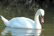 White swan with reflection on water - Lonely swan