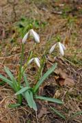 Macro of snowdrops in their environment - Snowdrops
