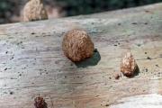 Strange-looking mushrooms on a tree log - Mushrooms