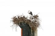 A white stork (Ciconia ciconia) sitting its nest isolated on white background - Stork