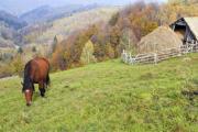 A brown horse grazing on the mountain pasture - Lonely brown horse