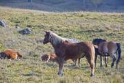 Some brown horses on the pasture - Brown horses