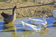 A goose with its goslings in the pond - Goose and goslings