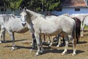 Pale, so-called roan horses on a ranch - Roan horses