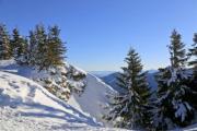 Beautiful wintry landscape with big pines - Winter scenery