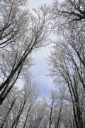 In the winter forest looking up to the sky - The trees bent over us