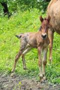 A foal standing beside its mother - Little foal