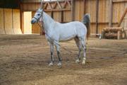 A white horse on the training ground - Proud horse