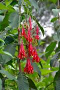 Beautiful tropical flowers somwhere in Madagascar - Tropical flowers