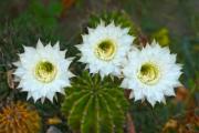 Three white cactus flowers in the rockery - Trhee flowers