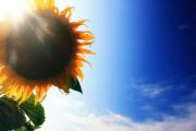 A Sunflower with blue sky background - Sunflower with blue sky background