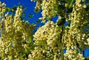 Bees buzz around the black locust in spring. - Spring buzz