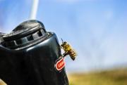 Bee standing on the bike in the summer heat. - Bee on the bike