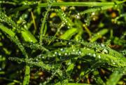 Water drops on grass. Rainy day. - Water drops