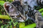 Kitten play in the garden - Kitten