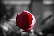 Rose taken in my garden - RedRose