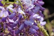Purple flowers on a wistaria bush - Wistaria