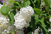White lilac flower with healthy green leaves - White lilac flower