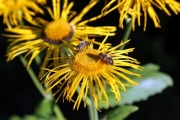 Bees on the bloom of a yellow oxeye (Telekia speciosa)  - Bees on a yellow oxeye