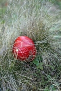 Fly agaric (Amanita muscaria) in the grass - Fly agaric