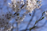 Japanese cherry blossom in the botanical garden - Cherry flower - Large thumbnail