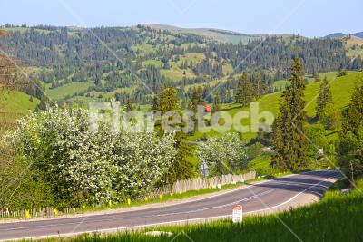 Breathtaking environment - View from a serpentine with pine forest