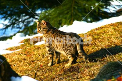 Cat under the pinewood - Domestic cat under the pinewood