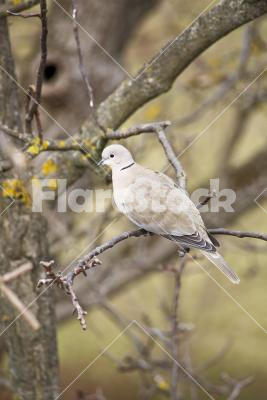 Collared dove - Eurasian collared dove (Streptopelia decaocto) on a tree
